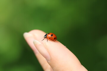 Seven-spot ladybird on woman finger preparing to fly. Coccinella septempunctata, seven-spot ladybug, most common ladybug
