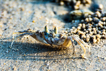 Crab