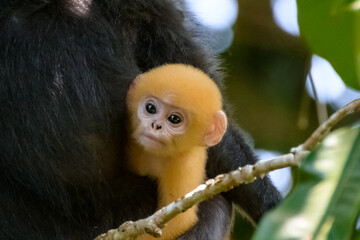 Yellow monkey's child