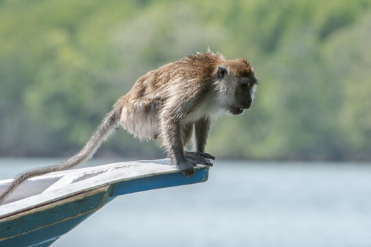 Jumping mankey