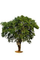 Obraz premium Beautiful large tree isolated on white background