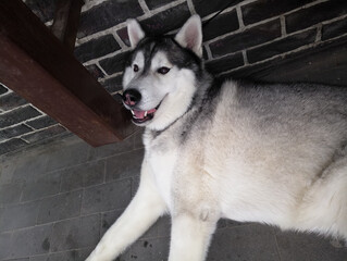 Husky dog with outstretched tongue on