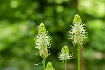 Close up of a spiked rampion flower with bokeh, Phyteuma spicatum or Ährige Teufelskralle