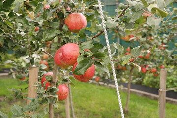 apples on a tree