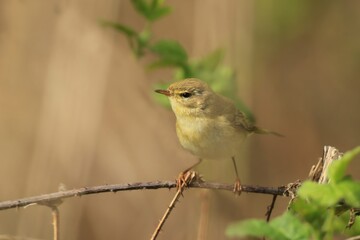 willow warbler sitting on a small branch. Phylloscopus trochilus. Wildlife scene fron nature. Song bird in the spring