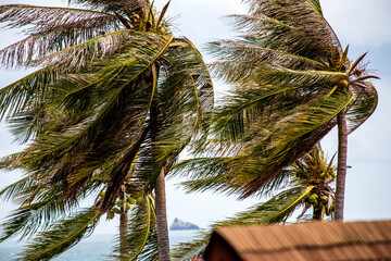 Coconut trees blowing in very strong winds