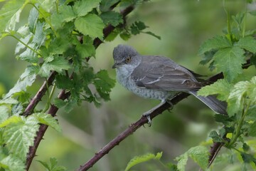Barred warbler (Sylvia nisoria)sitting on the branch. songbird in the nature habitat.