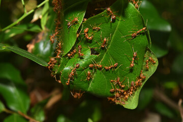 Ants are helping to build a nest.