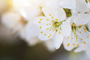 Spring flower and bud on tree.