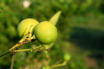 Many lemons on the tree are ready to harvest.