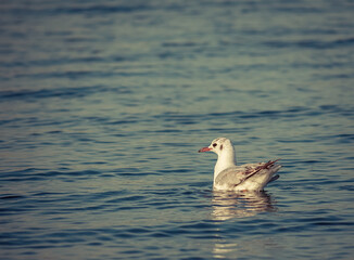 Single isolated seagull bird swimming on the water. Cinematic look of a solitary seagull.