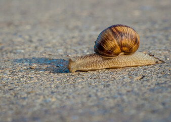 Helix pomatia or  Burgundy snail crawling on cement or pavement.