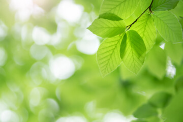 Fototapeta na wymiar Spring leaf of beech tree