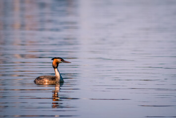 Great crested grebes (Podiceps cristatus) swimming on a lake