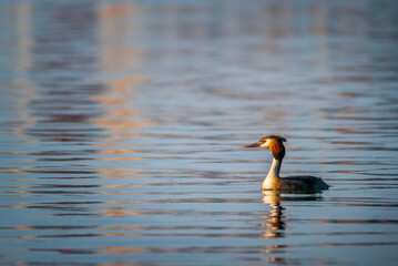 Great crested grebes (Podiceps cristatus) swimming on a lake