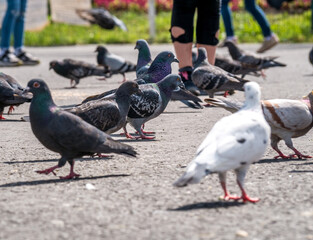Many pigeons on the pavement in the city. Feral pigeons and people on the sidewalk.