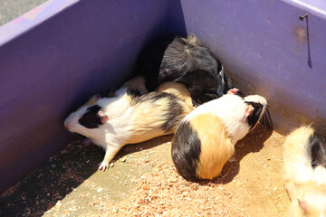 Guinea pigs that were raised in cages . A group of guinea pig are in the cage .