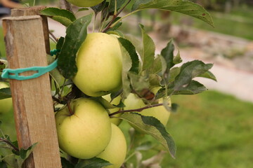 green apples on a tree