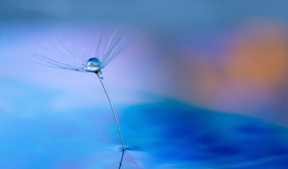 Fototapeta na wymiar Dandelion flower seed with dew drops close up.