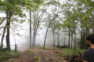 Obraz premium the trees in the forest are in the frog