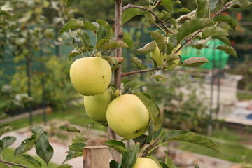 green apples on tree