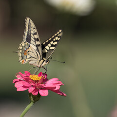 Fototapeta na wymiar Schmetterling auf Pinker Blüte