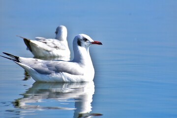 seagull on the water in lake with reflection
