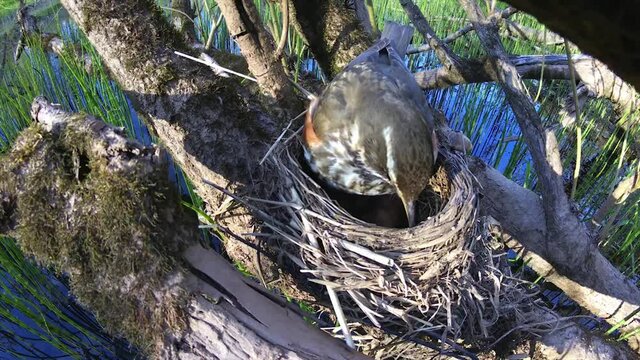mavis songbird, Turdus philomelos on the  nest with cute little chicks. In spring, songbirds build nests and hatch chicks.