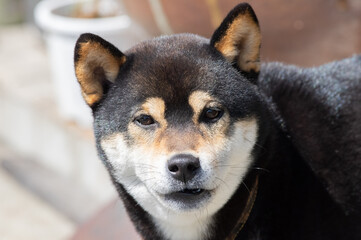 わんちゃん　柴犬