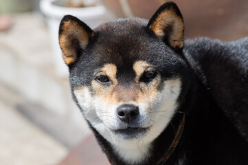 わんちゃん　柴犬
