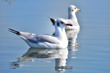 Fototapeta na wymiar seagull in water with reflection