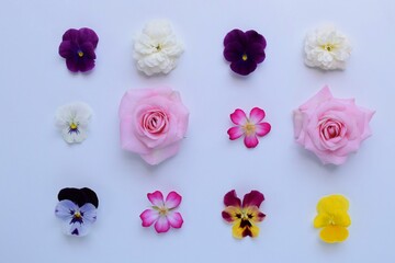 ナチュラルな薔薇とビオラの花びら、白背景