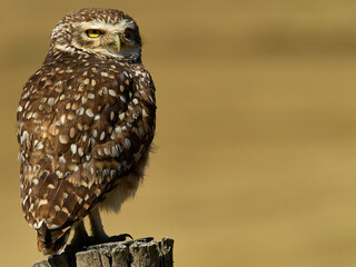 wildlife photo of a Burrowing Owl (Athene cunicularia) in the andean mountains of Peru