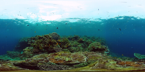 Naklejka na ściany i meble Underwater Scene Coral Reef 360VR. Tropical underwater sea fishes. Virtual tour 360. Panglao, Philippines.