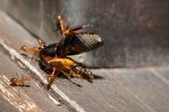 a group of red ant carrying a dead bug