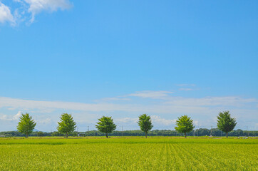 滋賀県の田園風景