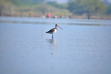 Godwit bird standing in lake water with reflection