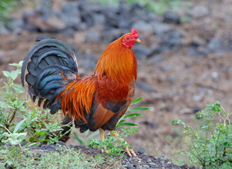 rooster in the farm