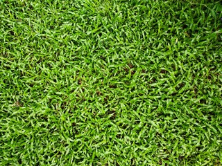 Beautiful Scindapsus aureus Eagler  wall background.Leaf texture background.Top view of the long green grass 