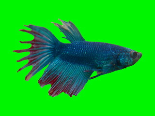 Fototapeta premium Beautiful colours of Siamese Fighting Fish Betta