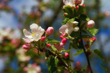 Young apple flowers and bright blue sky in early spring season. Natural composition