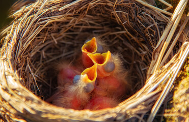 mavis songbird, Turdus philomelos nest with cute little chicks close up. In spring, songbirds build...