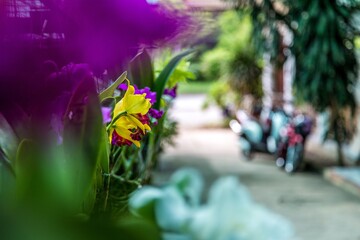 Fototapeta na wymiar Thai orchid flower growing by the road