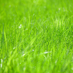 Green grass field. Closeup, shallow DOF.