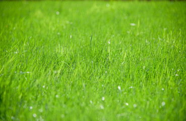 Fototapeta na wymiar Green grass field. Closeup, shallow DOF.