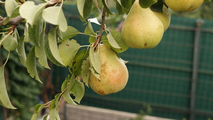 pear on the tree