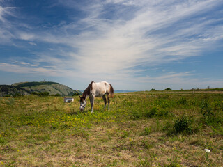 Fototapeta na wymiar Grazing horse on top of mountain Stolova, Pavlov Hills, Czech repbublic
