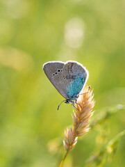 Green-underside blue (Glaucopsyche alexis) butterfly