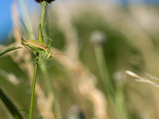 Leptophyes albovittata grasshopper sitting on green plant