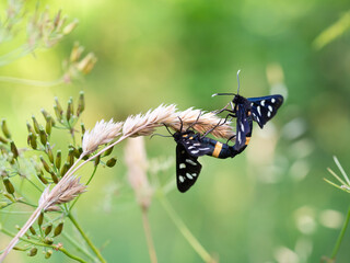 Nine-spotted moth or yellow belted burnet (Amata phegea) mating